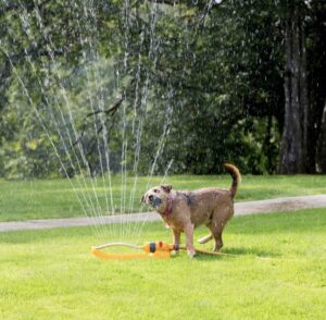 Dog Costa Del Sol
